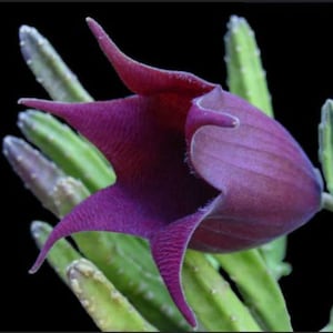 Stapelia leendertziae Black Bell Maroon cup Starfish established plant,rare succulent flowering cactus uncommon cactus plant