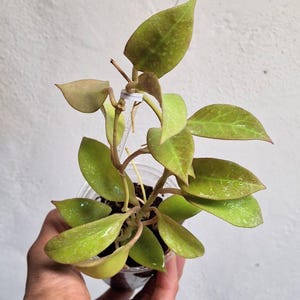 Hoya cv. Sunrise full plant, Sunnyjenni Hoya,Rare Hoya plants, Rare uncommon red leaves when sun stressed Hoya plant