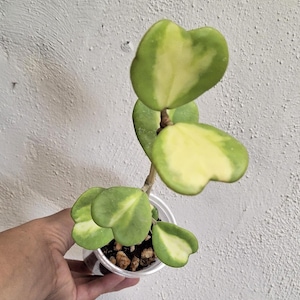 Large Hoya kerrii inner variegated established plant,Variegated Hoya kerrii  rare sweetheart plant,Lucky Heart rare  Valentine&#39;s Hoya plant