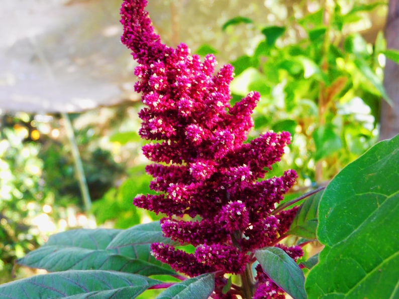 200 Giant Purple Amaranth seeds, Amaranthus hypochondriacus Giant Purple',Giant Purple Edible plant seeds afbeelding 3