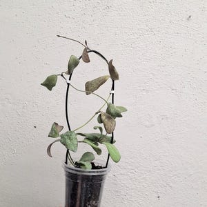 Hoya sigillatis AH001 sp. Borneo high splash, Rare uncommon Splash Hoya plant, Rare small leaf Hoya plant