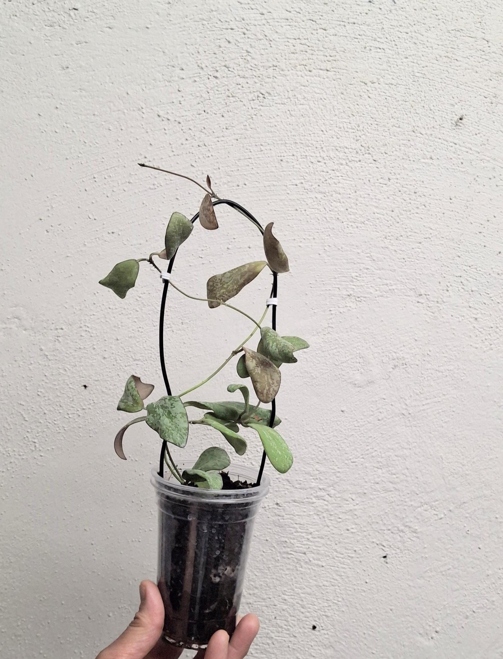 Hoya sigillatis AH001 sp. Borneo high splash, Rare uncommon Splash Hoya plant, Rare small leaf Hoya plant