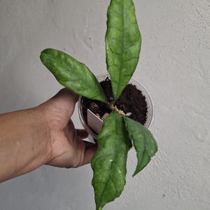 Hoya Limbang finlaysonii from Limbang fully rooted plant, Sunnyjenni Hoya, Rare uncommon large wavy splashy leaves Hoya wax plant