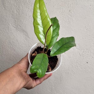 Hoya sp. Singapore rooted plant large leaf Hoya, Rare uncommon collectible Hoya plant Sunnyjenni, rare Large leaves Hoya