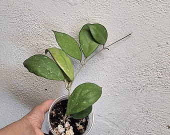 Hoya Nathalie large fully rooted plant  actively growing, Sunnyjenni Hoya,Rare Hoya wax plants, Rare uncommon black margin leaves Hoya plant