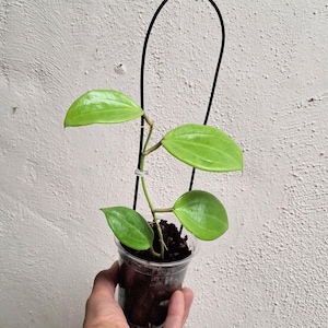 Hoya Quinquenervia well rooted plant will sunstress to deep red leaves, Rare uncommon collectible Hoya plant Sunnyjenni