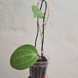 May include: A small potted Hoya plant with large, oval, green leaves and a black support structure. The plant is in a clear plastic pot, held by a hand against a textured white wall.