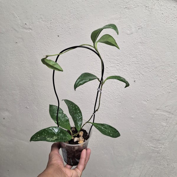 Splashy Hoya Dalton Henry creciendo activamente y con raíces completas, Sunnyjenni Hoya, planta Hoya poco común y poco común