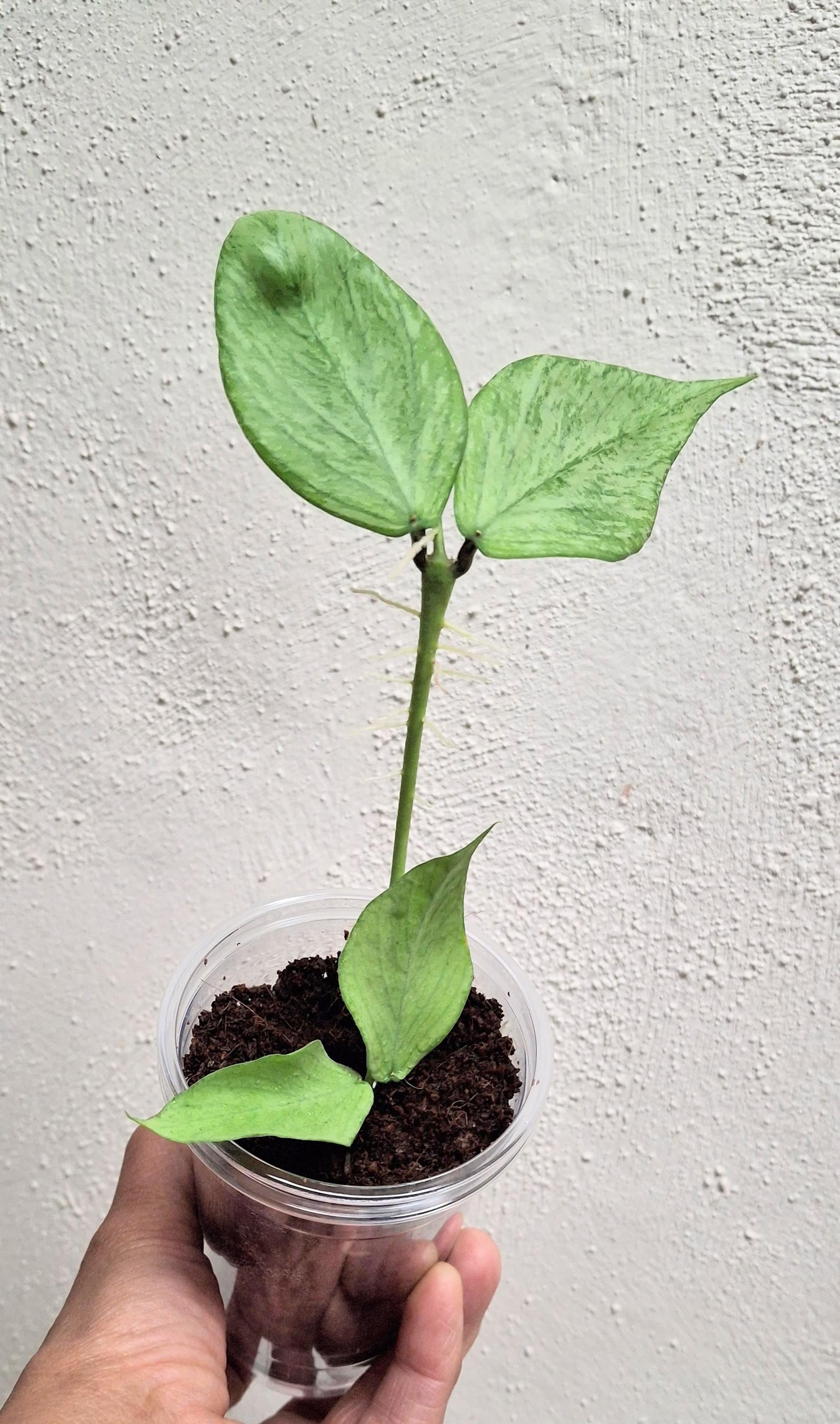 Hoya Polyneura Broget Silver - Etsy