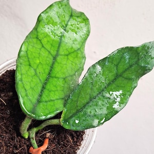 Hoya globulosa  well rooted cutting, Sunnyjenni, Rare uncommon Hoya plant and cuttings