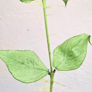 Hoya polyneura Broget Silver rooted plant Hoya polyneura uncommon rare Silver Fish tail hoya