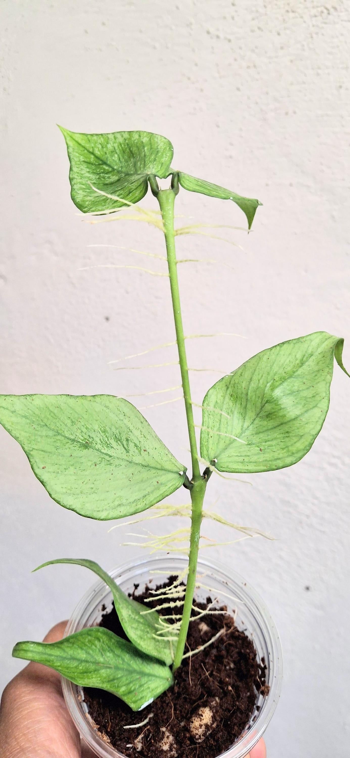 Hoya Polyneura Broget Silver Rooted Plant Hoya Polyneura Uncommon