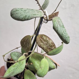 Hoya sigillatis AH001 sp. Borneo high splash, Rare uncommon Splash Hoya plant, Rare small leaf Hoya plant