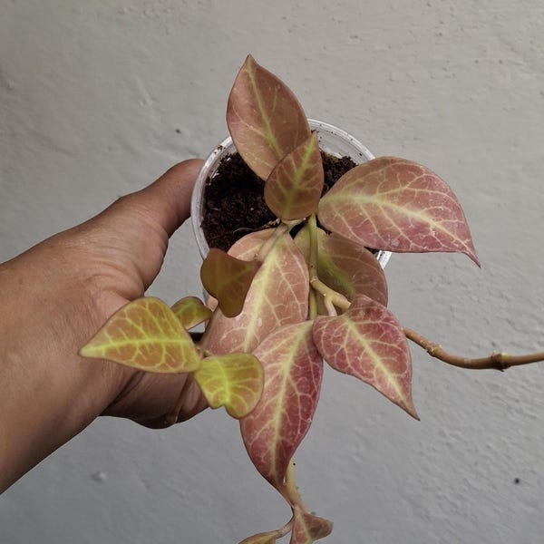 Hoya cv. Sunrise rooted plant sun stressed, Sunnyjenni Hoya,Rare Hoya plants, Rare uncommon red leaves when sun stressed Hoya plant
