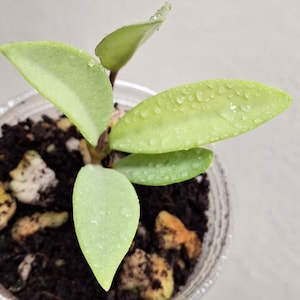 Super Silver Hoya &#39;Wilbur Graves&#39; Ghost rooted cutting  stable silver, Sunnyjenni Hoya Rare uncommon Hoya plant