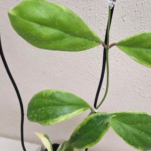 Hoya Incrassata outer variegated &#39;Eclipse&#39; well rooted plant rare uncommon variegated Hoya plant