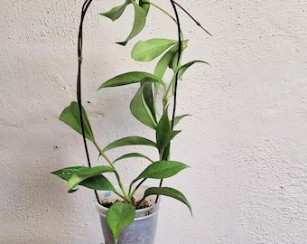 Large Hoya skinneriana fully rooted plant in pot actively growing,Sunnyjenni Hoya,Rare wax plants,Rare uncommon Hoya plant,Rare Hoya plant