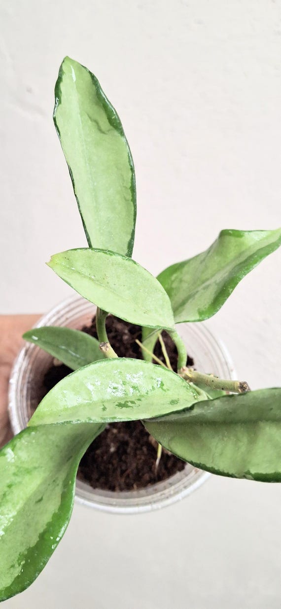 Hoya AH-074 Silver High Splash Fully Rooted Plant, Rare Full