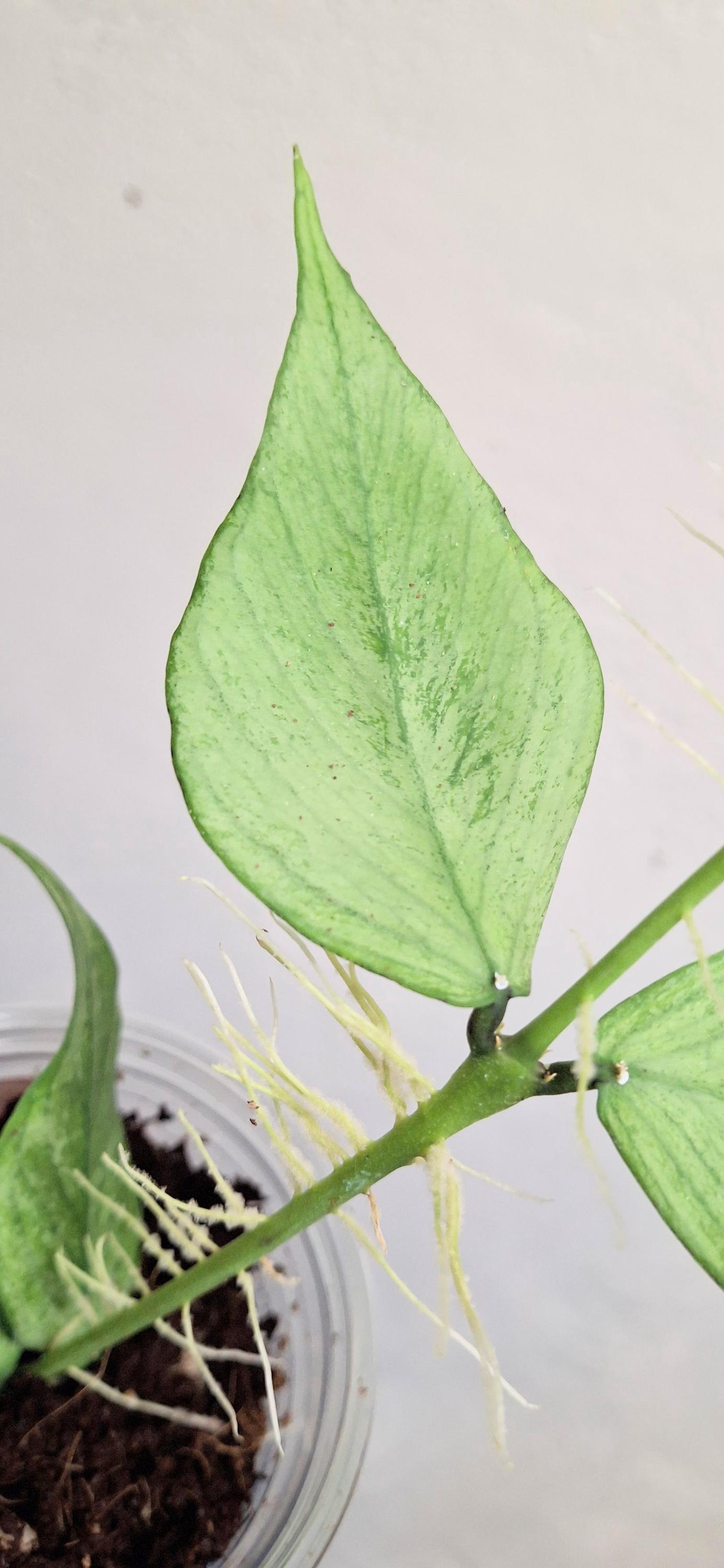 Hoya Polyneura Broget Silver Rooted Plant Hoya Polyneura Uncommon