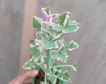 Extremely rare Variegated succulent plant, uncommon variegated succulent for plant collectors
