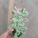 see more listings in the Collectible plants section