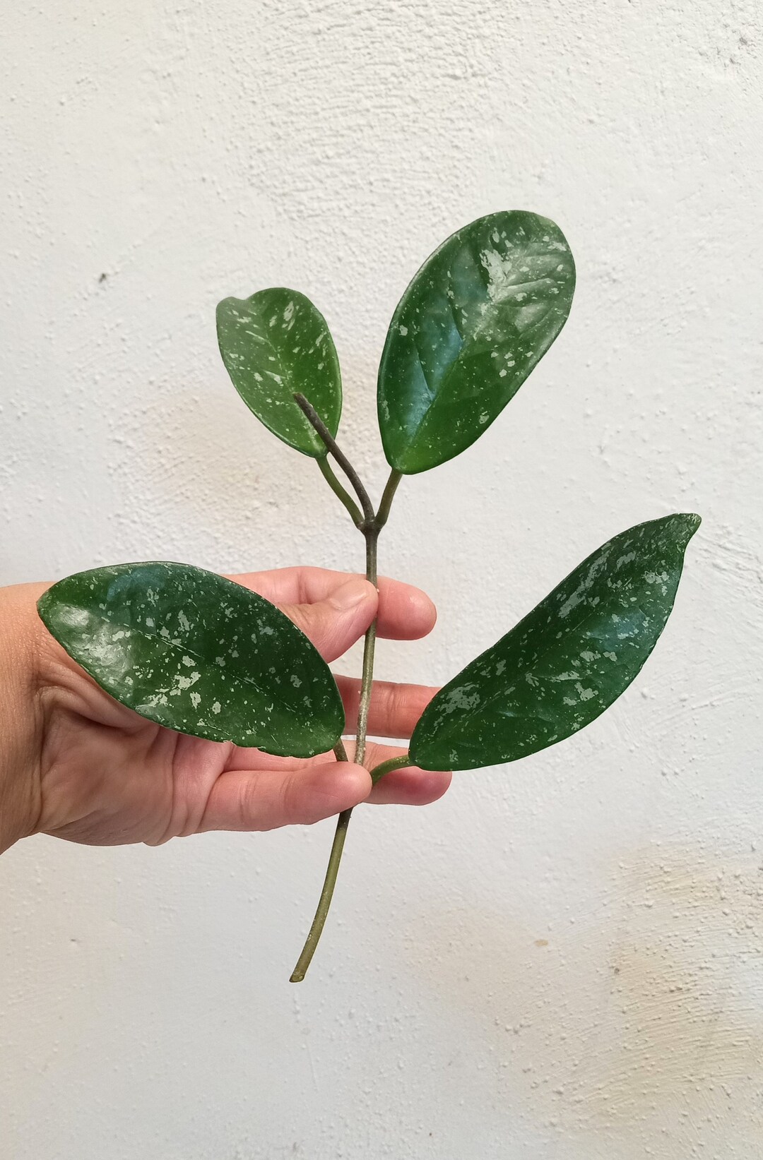 Cuttings Hoya Dalton Henry Splashy Fresh Cuttings, Sunnyjenni Hoya
