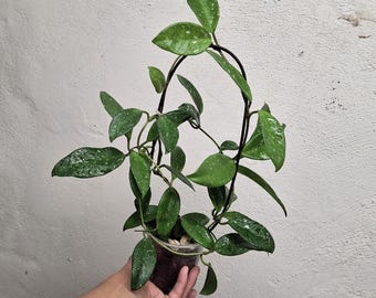 Large Splashy Hoya Dalton Henry actively growing fully rooted, Sunnyjenni Hoya, Rare uncommon Hoya plant