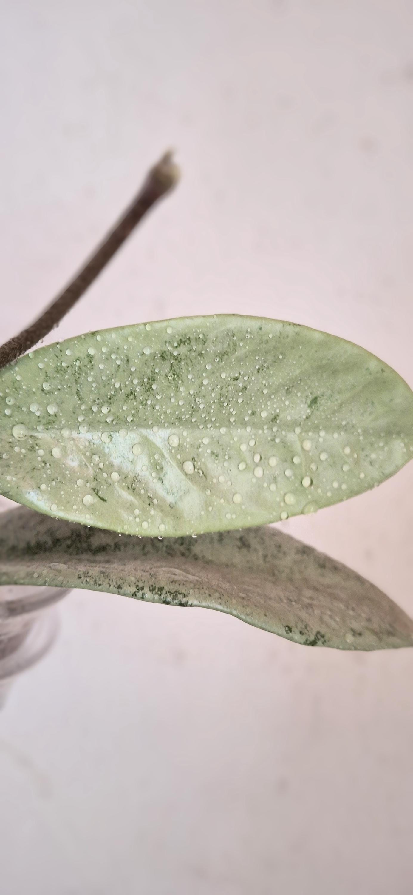 Hoya Nova Ghost Stable Full Silver Splash, Rare Unicorn Hoya