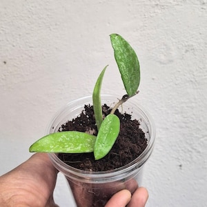 Hoya &#39;Minibell&#39; high splash actively growing fully rotted established plant, Sunnyjenni Hoya, Rare uncommon Hoya plant