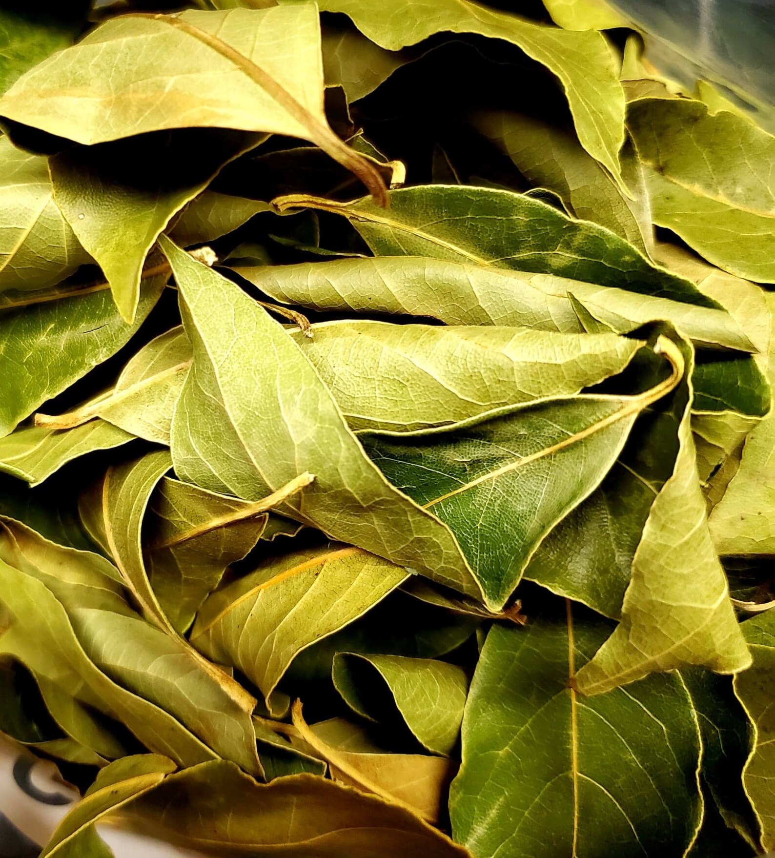 Hojas de laurel orgánicas secas Laurus nobilis para el Etsy México