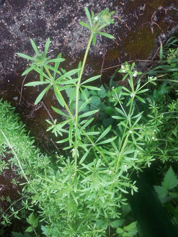 Cleavers galium Aparine Also Known as Bedstraw Organic Etsy
