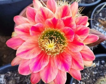 Echinopsis Annette Liskey X Flying Saucer seedlings