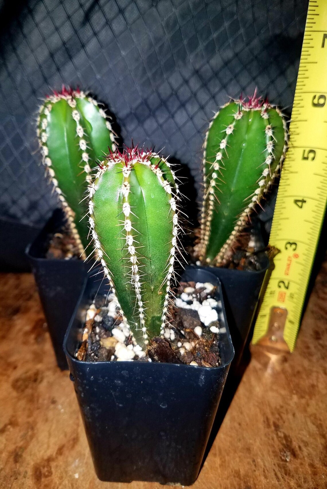 Mexican Fence Post Cactus Etsy