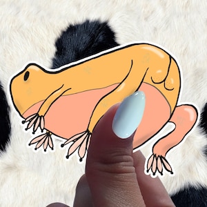 Frogooty - Edition 4 - Autocollants Frog Butt - Autocollants Frog Bum - Pack d’autocollants