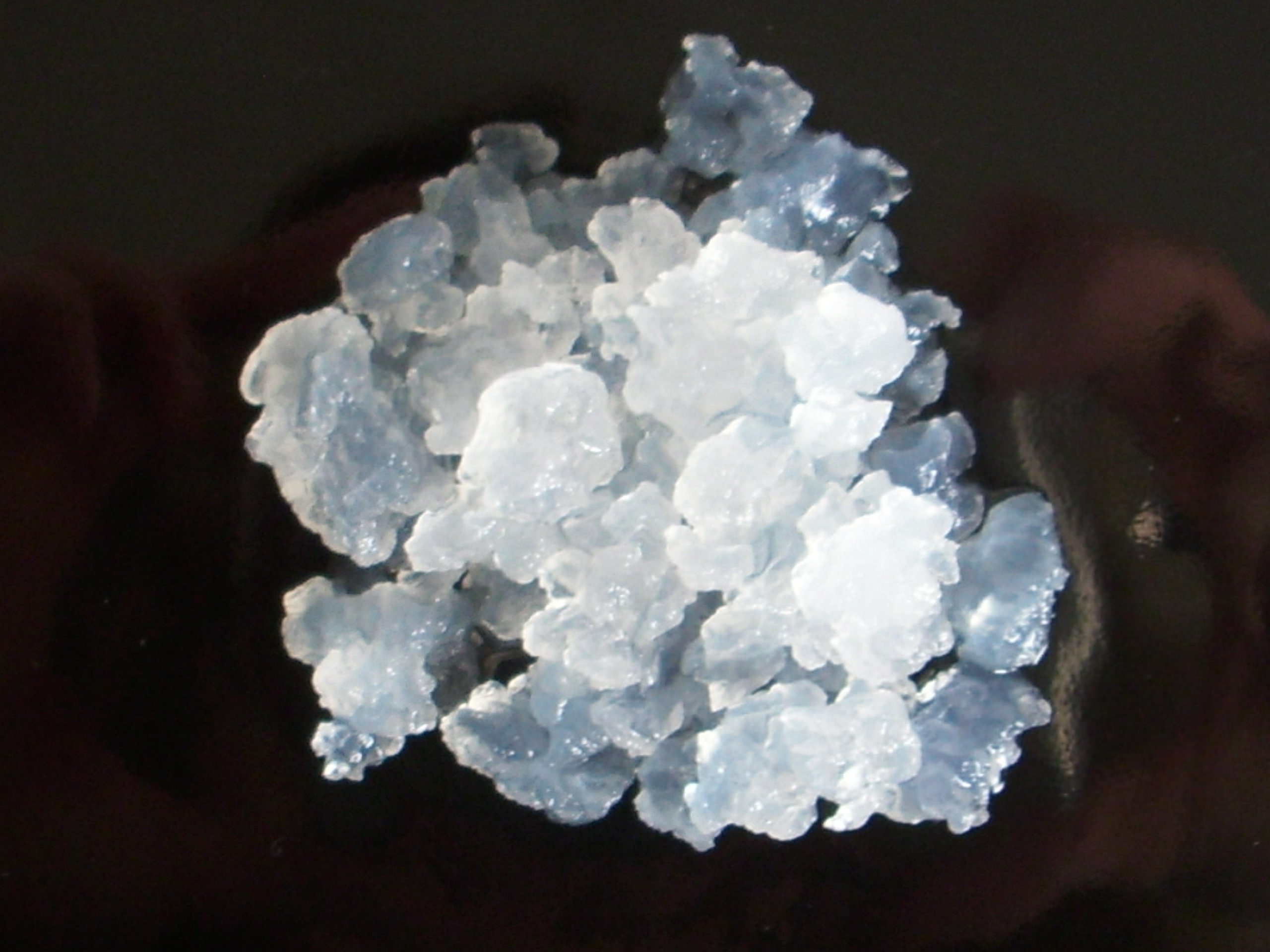 Water kefir kefir crystals Kefir Tibi from commercial cultivation