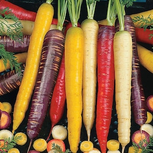 Rainbow Blend Carrot Seeds 300+ Vegetable Garden Mixture NON-GMO
