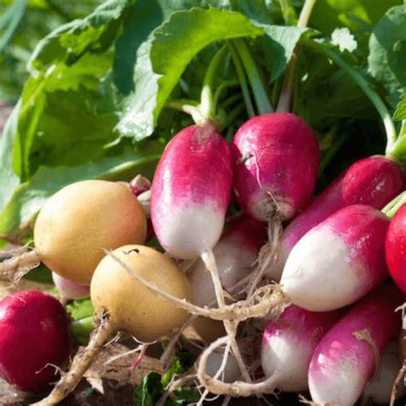 MidwestSeeds Radish Seeds - Thumbnail 2