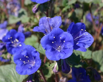 California Bluebell Campanula Seeds 1000+ Blue Flower USA ANNUAL