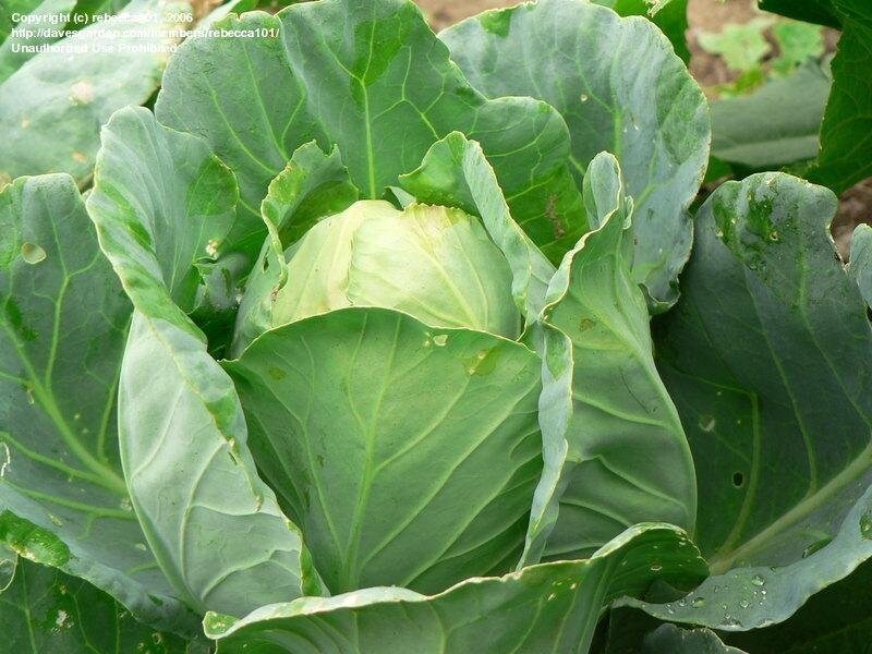 Early Jersey Wakefield Cabbage Seeds 300+ Heirloom Vegetable USA - Etsy