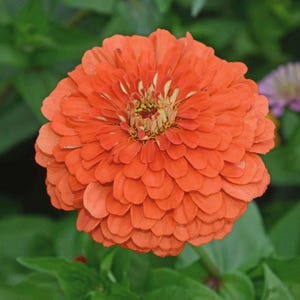 May include: A close-up of a vibrant orange zinnia flower in full bloom. The flower has numerous layered petals, creating a full, rounded shape. The center of the flower is a mix of yellow and green, with a backdrop of green foliage.