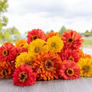 May include: A vibrant collection of zinnias in shades of red, orange, and yellow. The flowers are clustered together, showcasing their layered petals and textured centers. The arrangement is set against a blurred background of greenery and sky.