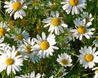 Roman Chamomile Seeds 1000+ Herb Medicinal Fragrant Groundcover PERENNIAL