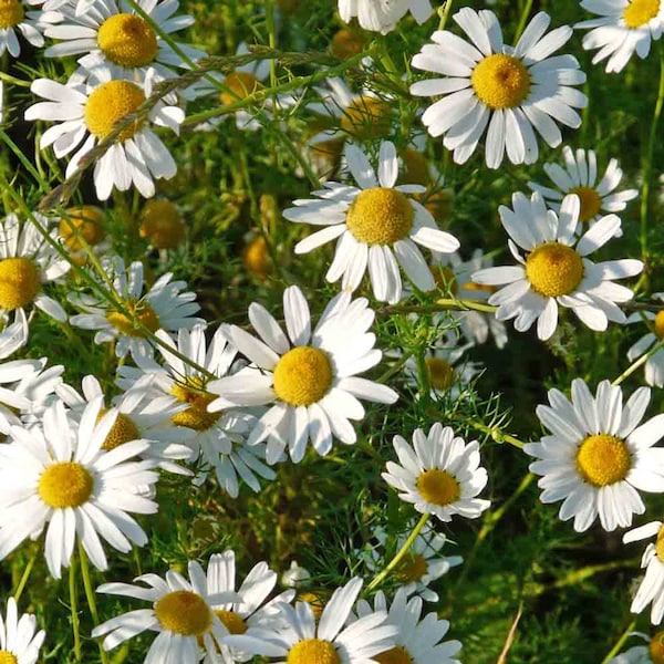 Roman Chamomile Seeds 1000+ Herb Medicinal Fragrant Groundcover PERENNIAL