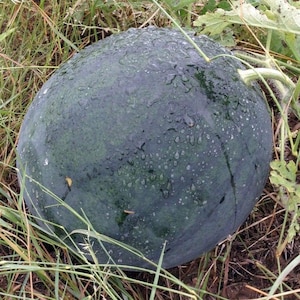 Florida Giant Watermelon Seeds 15 Ct Fruit Melon Heirloom NON-GMO