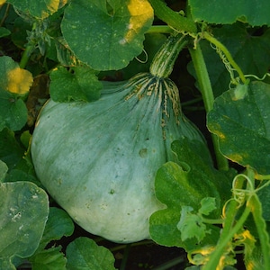 Sweet Meat Squash Seeds 10 Ct Winter Vegetable Garden NON-GMO USA