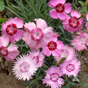 Cottage Pinks Dianthus Seeds 100+ Flower Dianthus Plumarius Perennial