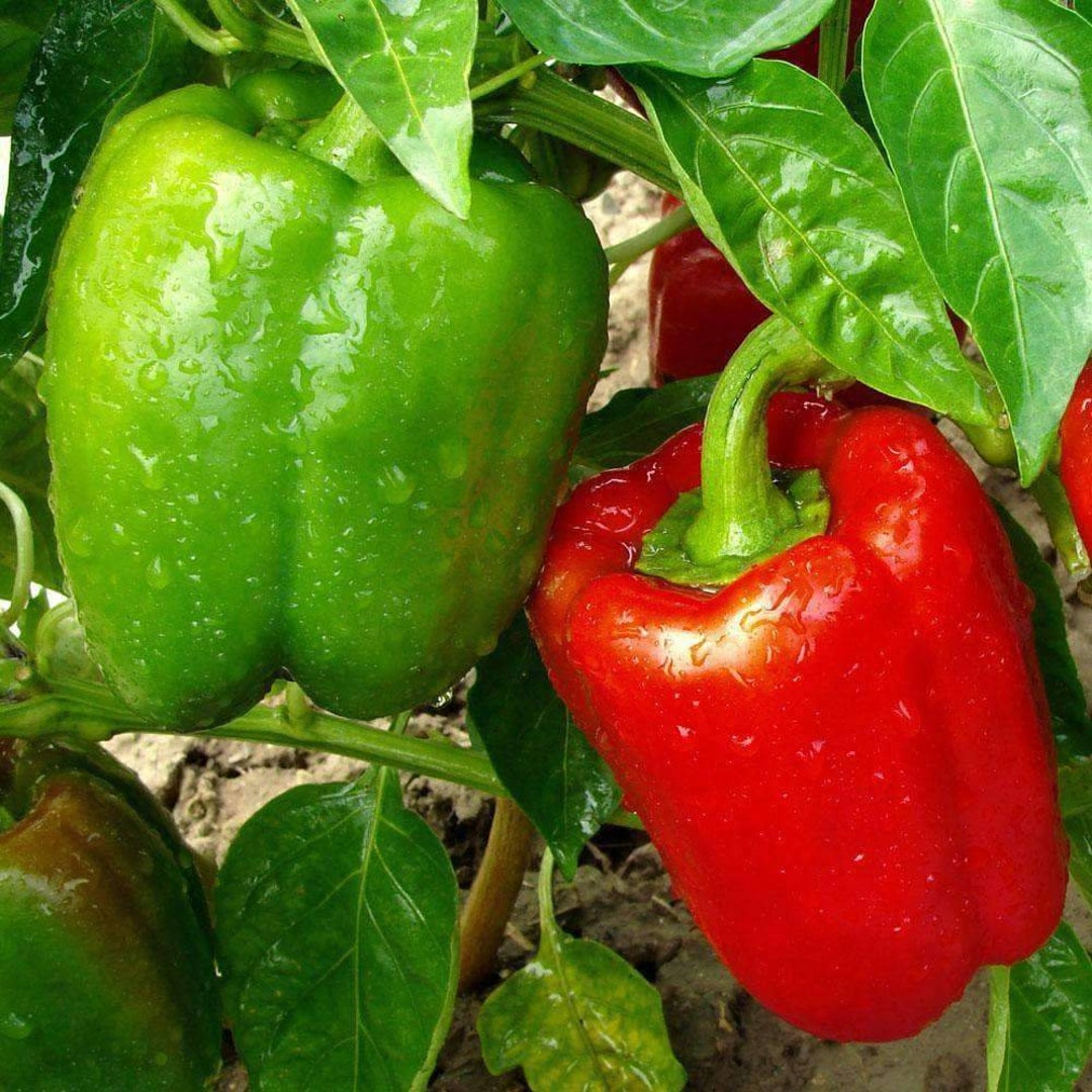 California Wonder Bell Pepper Seeds 100 Sweet Vegetable NONGMO Etsy