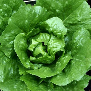 Tom Thumb Lettuce Seeds 600+Vegetable Lactuca Sativa NON-GMO USA