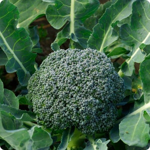 May include: A close-up of a large, green broccoli head with many florets. The broccoli is surrounded by large, green leaves.