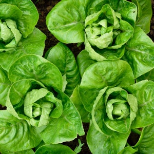 Little Gem Lettuce Seeds 600+ Mini Romaine Vegetable NON-GMO USA